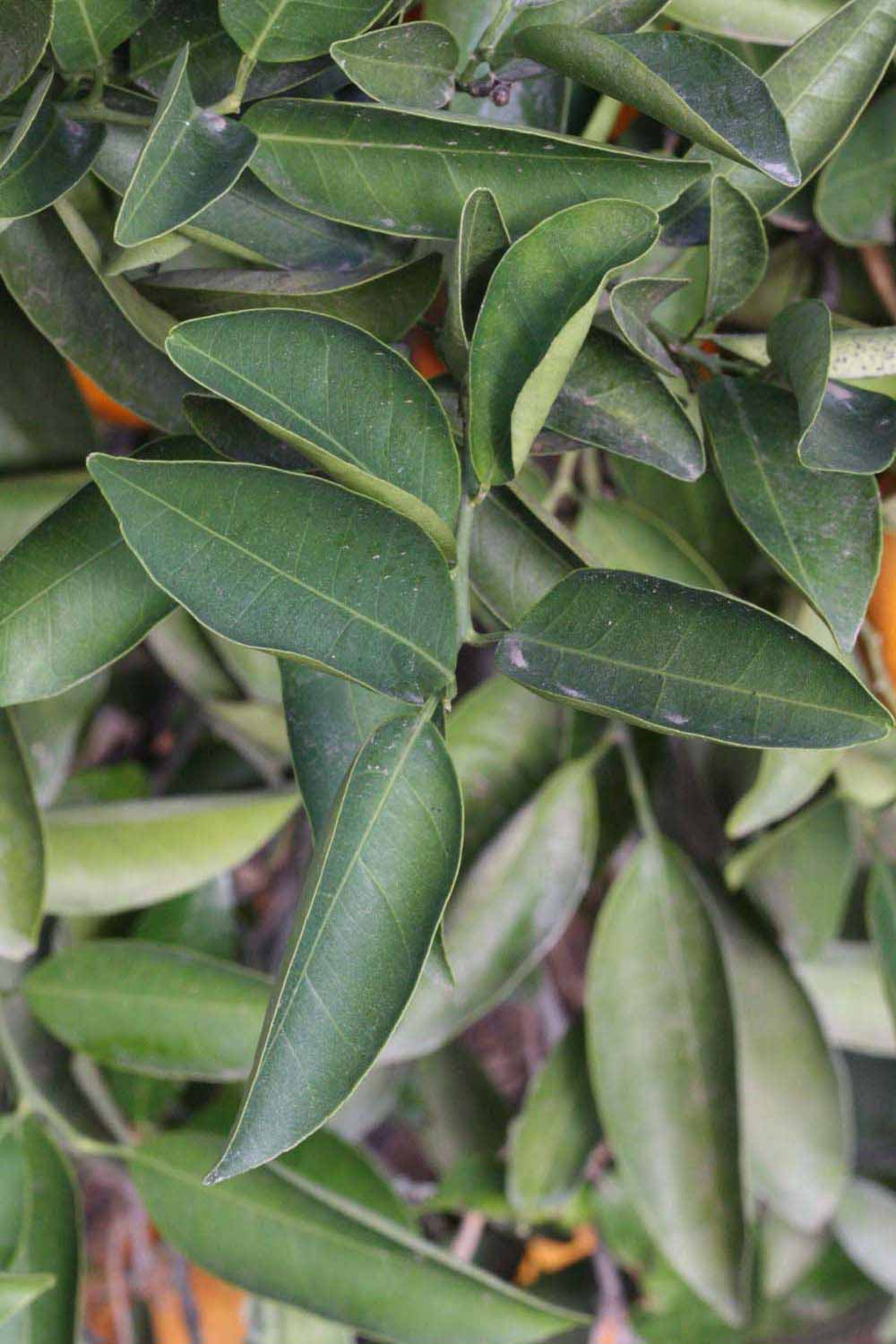              Sun leaves (Riverside, CA)       